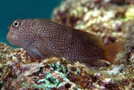 Ember Blenny