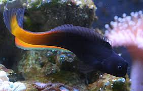 Flametail Blenny
