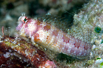 Floral Blenny