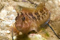 Horned Blenny