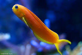 Midas Blenny: Golden