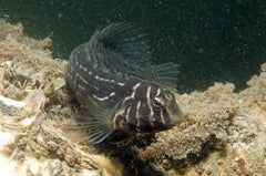 Oyster Blenny