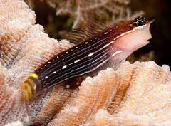 Pictus Blenny