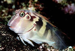 Pink Banded Blenny