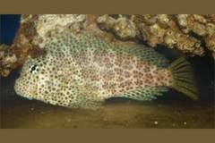 Red Sailfin Blenny