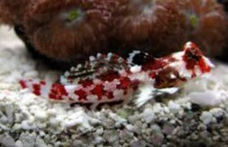 Red Scooter Blenny