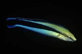 Sabertooth Blenny
