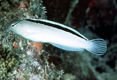 Smith's Blenny