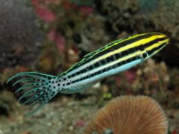 Striped Cateye (Zebra) Blenny: Tank Raised