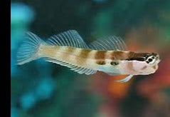 Two Spot Blenny