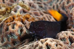 Yellowtail Black Blenny