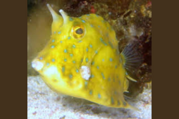 Blue Spotted Camel Cow