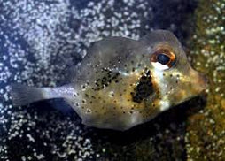 Buffalo Cowfish