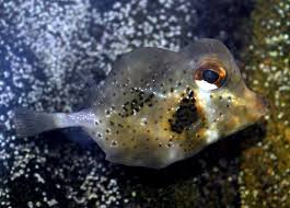 Buffalo Cowfish