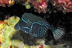 Scribbled Boxfish: Male