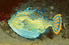 Shaw's Boxfish: Male