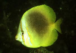 Aureofasciatus Butterfly