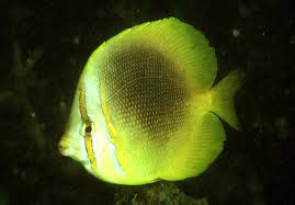 Aureofasciatus Butterfly