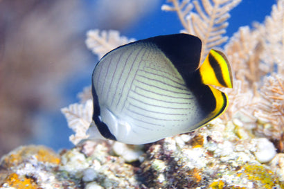 Black Vagabond Butterfly