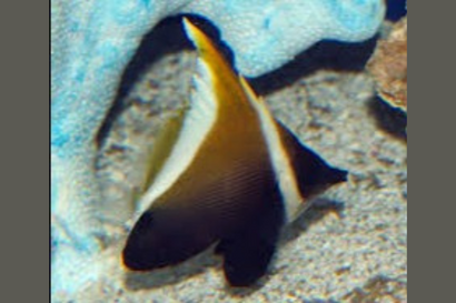 Brown & White Heniochus