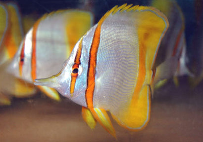 Marginalis Butterfly