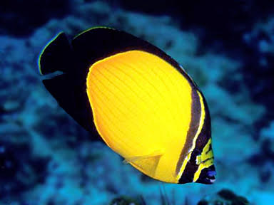 Melapterus Butterfly