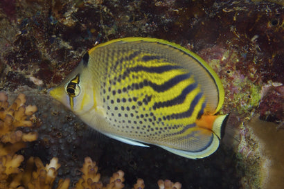 Pelewensis Butterfly