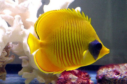 Semilarvatus Butterfly