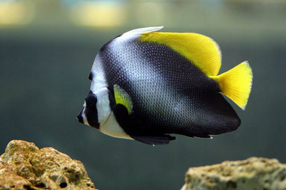 Singularis Heniochus