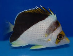 Tinkeri/Burgess Hybrid Butterfly