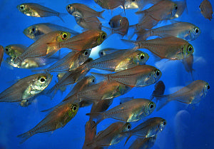 Pygmy Sweeper Cardinal