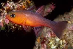 Ruby Red Cardinal – Sea Dwelling Creatures