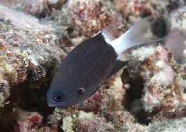 Bicolor Chromis