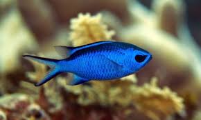 Blue Reef Chromis
