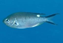Scissortail Chromis