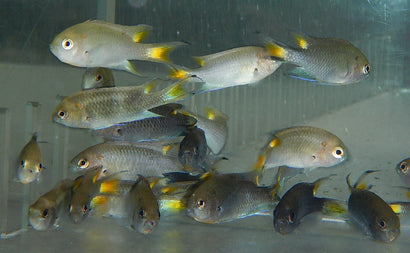 Yellowtail Black Damsel