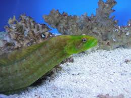 Green Wolf Eel