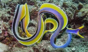 Ribbon Eel: Blue