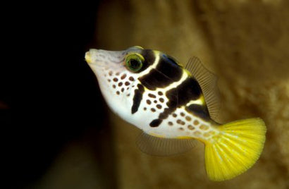 Mimic (Valentini) File