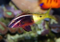 Bicolor Goatfish