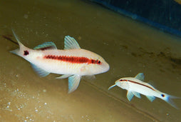 Striped Goatfish