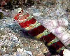 Bumblebee (Wheeleri) Goby