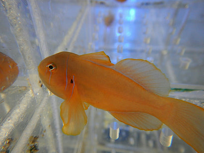 Citron Clown Goby: Yellow