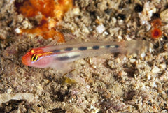 Red Cap Goby: Tank Raised