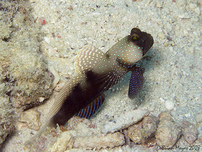 Watchman Goby: Tank Raised