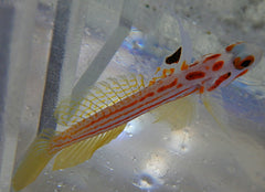 Yasa Hashe Goby
