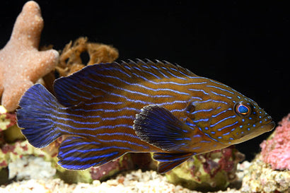Boenacki (Blueline) Grouper