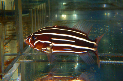 Gold Stripe Grouper
