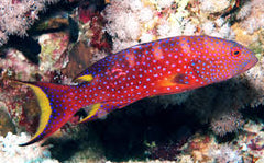 Louti (Cherry) Grouper