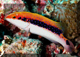 Louti (Skunk) Grouper